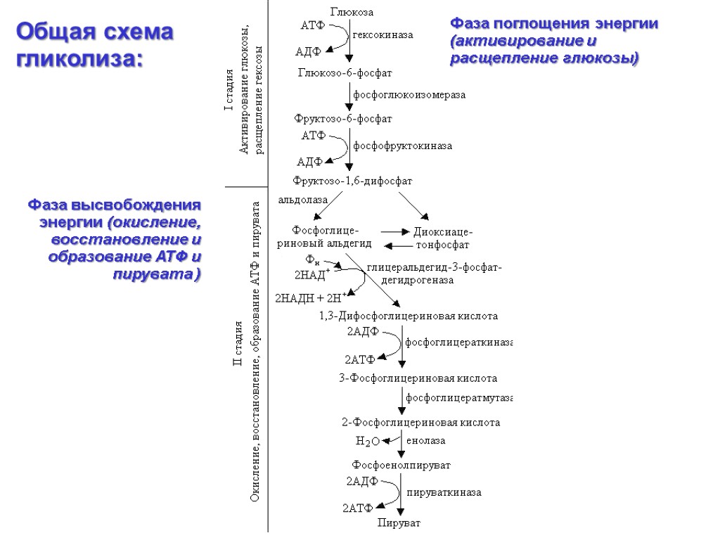 ГЛЮКОЗА 2 AДФ + 2 Ф 2 ATФ используются формируются 4 ATФ 4 AДФ